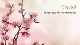  Presentation with border pink - Cool new presentation design with spring blossoms border backdrop and a cream colored foreground