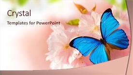  Presentation with cherry blossoms in full bloom - Colorful PPT layouts enhanced with spring blossoms with butterfly close backdrop and a lemonade colored foreground