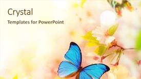  Presentation with floral spring frames - PPT layouts with spring blossoms with butterfly close background and a cream colored foreground