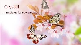  Presentation with floral spring frames - Slides enhanced with spring blossoms with butterfly close background and a lemonade colored foreground
