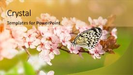  Presentation with butterfly - Theme with spring blossoms with butterfly close background and a yellow colored foreground