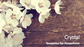  Presentation with effect - Audience pleasing theme consisting of spring blossoms on wood background backdrop and a  colored foreground