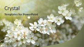  Presentation with spring tree - PPT layouts enhanced with spring blossoms tree natural background background and a mint green colored foreground