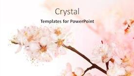  Presentation with spring - PPT theme consisting of spring blossoms background and a pink colored foreground