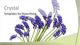  Presentation with blue flower - Slides featuring spring-blue-bell-flower-isolated background and a white colored foreground