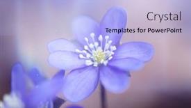  Presentation with light blue - PPT layouts featuring spring-blue-flowers-hepatica-nobilis background and a light blue colored foreground