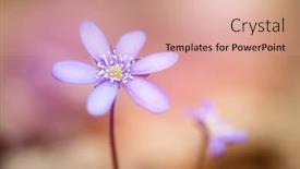  Presentation with light blue - Cool new slides with spring-blue-flowers-hepatica-nobilis backdrop and a coral colored foreground