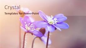  Presentation with magic - Beautiful slide set featuring spring-blue-flowers-hepatica-nobilis backdrop and a lemonade colored foreground