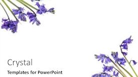 Presentation with birthday greetings - Presentation theme with spring-bluebell-flowers-forming background and a white colored foreground