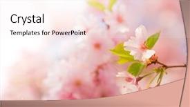  Presentation with border pink - PPT theme enhanced with spring border background with pink background and a sky blue colored foreground