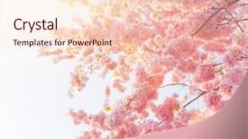  Presentation with border pink - Slide deck having spring border background with pink background and a lemonade colored foreground