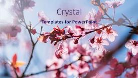  Presentation with border pink - Slide deck consisting of spring-border-or-background-art background and a light blue colored foreground