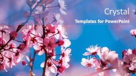  Presentation with border pink - Presentation having spring-border-or-background-art background and a teal colored foreground