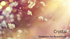  Presentation with beautiful spring flowers - Beautiful slide deck featuring spring border or background art backdrop and a coral colored foreground