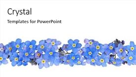  Presentation with forget - Presentation theme consisting of spring borders - arrangement of blue forget-me-not flowers background and a white colored foreground