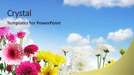  Presentation with border flower - Cool new presentation with spring borders - beautiful floral border flower backdrop and a light blue colored foreground