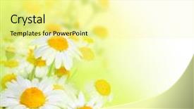  Presentation with watercolor - Audience pleasing PPT theme consisting of spring borders - beautiful watercolor chamomiles backdrop and a blonde colored foreground