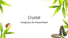  Presentation with ladybugs - Amazing slide set having spring borders - ladybugs sitting on bamboo leaves backdrop and a white colored foreground