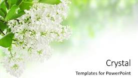  Presentation with chemistry leaves green leaf - Beautiful presentation design featuring spring borders - leaves and lilac backdrop and a white colored foreground