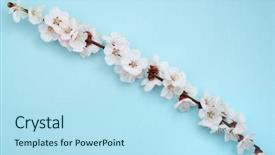  Presentation with sakura - Colorful PPT theme enhanced with spring borders - sakura branch element of design backdrop and a  colored foreground