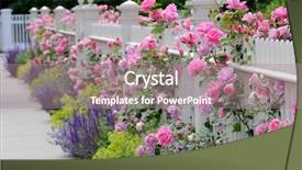  Presentation with pink roses - Presentation enhanced with spring borders - white fence pink roses sage background and a coral colored foreground