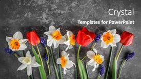  Presentation with tulips - Slides having spring-bouquet-flower-daffodils background and a dark gray colored foreground