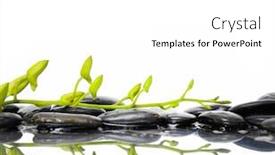  Presentation with bud - Audience pleasing theme consisting of spring branch of orchid bud and black stones with reflection backdrop and a white colored foreground