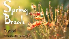  Presentation with spring break - Cool new PPT theme with spring break concept beautiful poppies in field backdrop and a gold colored foreground