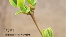  Presentation with bud - PPT theme consisting of spring bud composition of nature background and a coral colored foreground