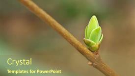  Presentation with bud - Slide set featuring spring bud composition of nature background and a tawny brown colored foreground