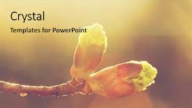  Presentation with bud - PPT layouts with spring bud in morning light background and a blonde colored foreground