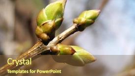  Presentation with bud - Presentation design featuring spring bud background and a tawny brown colored foreground