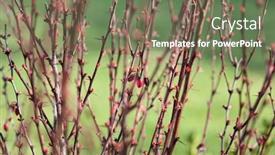  Presentation with green lawn - Theme having spring-bush-barberry-with-berry background and a violet colored foreground