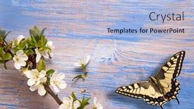  Presentation with blue flower - PPT theme consisting of spring-butterfly-and-flower background and a light blue colored foreground
