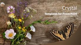 Presentation with grunge flower - Audience pleasing PPT layouts consisting of spring-butterfly-and-flower backdrop and a coral colored foreground