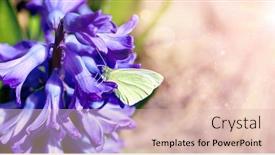  Presentation with purple butterfly - Slide set featuring spring-butterfly-on-flower-blooming background and a lemonade colored foreground