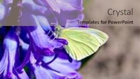  Presentation with purple butterfly - PPT theme having spring-butterfly-on-flower-blooming background and a mint green colored foreground