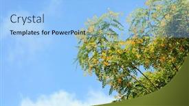  Presentation with yellow orange - Presentation theme with spring-came-spring-flowering-trees background and a light blue colored foreground