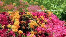  Presentation with bougainvillea - Presentation theme having spring-came-spring-flowering-trees background and a tawny brown colored foreground