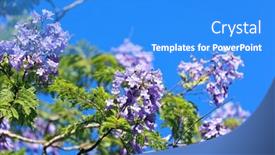  Presentation with israel - Presentation design enhanced with spring-came-the-magnificent-jacaranda background and a cobalt blue colored foreground