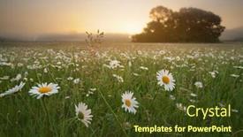  Presentation with spring water - Audience pleasing presentation design consisting of spring-camomile-flowers-in-morning backdrop and a tawny brown colored foreground