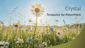  Presentation with sunshine - Cool new PPT theme with spring-camomile-portrait-and-sunshine backdrop and a light blue colored foreground