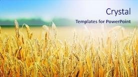  Presentation with wheat - PPT theme having spring campaign - yellow wheat field in sunny background and a  colored foreground