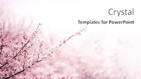  Presentation with cherry blossom - Presentation having spring-cherry-blossom-fading background and a white colored foreground