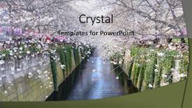  Presentation with japan cherry blossom - Slides with spring cherry blossom festival background and a light gray colored foreground