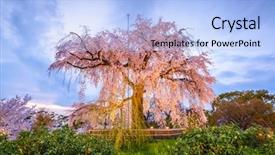  Presentation with cherry blossom - PPT theme having spring cherry blossom festival background and a light blue colored foreground