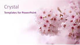  Presentation with japanese cherry blossoms - Amazing PPT layouts having spring-cherry-blossoms-in-full backdrop and a pink colored foreground