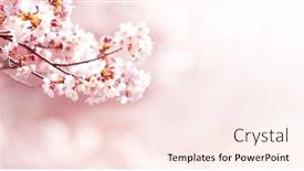  Presentation with bloom - PPT layouts consisting of spring-cherry-blossoms-in-full background and a pink colored foreground