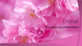  Presentation with cherry - PPT layouts consisting of spring-cherry-blossoms-on-pink background and a  colored foreground