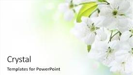 Presentation with flower border - Amazing slides having spring cherry flowers border orchard backdrop and a white colored foreground